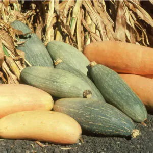 Cucurbita maxima 'Banana Squash Pink' - Jumbo Banana Squash Pumpkin