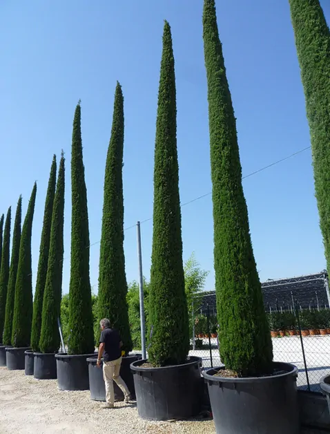 Cupressus sempervirens var. stricta - Italian Cypress, Mediterranean Cypress, Candle Cypress, Pyramidal Cypress - Image 4