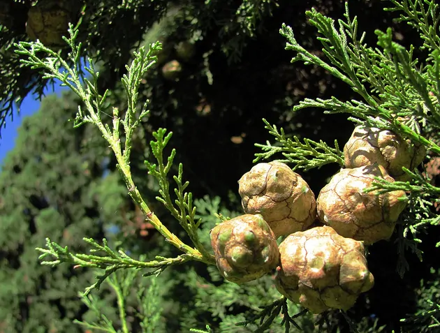Cupressus sempervirens var. stricta - Italian Cypress, Mediterranean Cypress, Candle Cypress, Pyramidal Cypress - Image 5