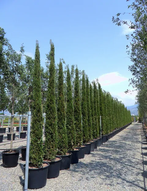 Cupressus sempervirens var. stricta - Italian Cypress, Mediterranean Cypress, Candle Cypress, Pyramidal Cypress - Image 8