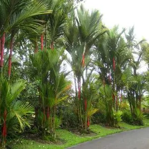 Cyrtostachys renda / Cyrtostachys lakka - Lipstick Palm, Lakka Palm, Red Palm, Sealing Wax Palm
