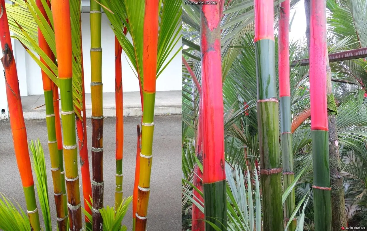 Cyrtostachys renda / Cyrtostachys lakka - Lipstick Palm, Lakka Palm, Red Palm, Sealing Wax Palm - Image 2