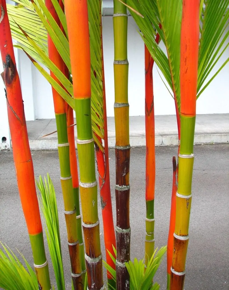 Cyrtostachys renda / Cyrtostachys lakka - Lipstick Palm, Lakka Palm, Red Palm, Sealing Wax Palm - Image 5