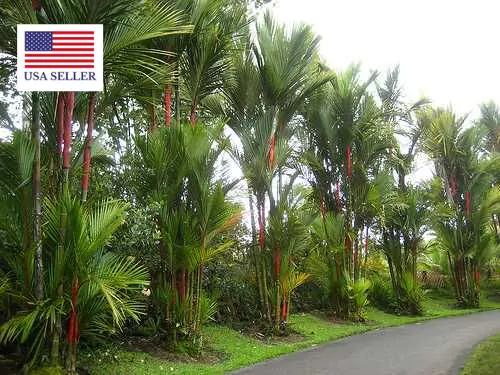 Cyrtostachys renda / Cyrtostachys lakka - Lipstick Palm, Lakka Palm, Red Palm, Sealing Wax Palm - Image 7
