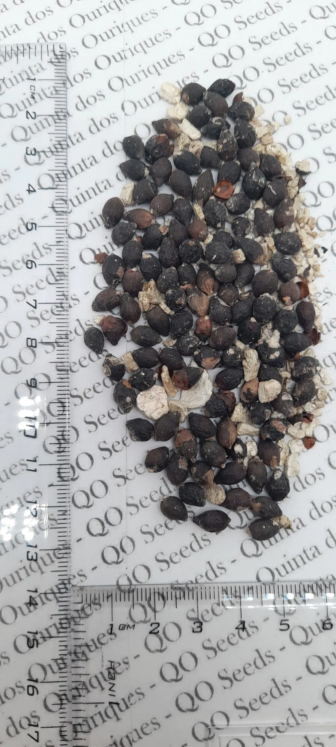 Cyrtostachys renda / Cyrtostachys lakka - Lipstick Palm, Lakka Palm, Red Palm, Sealing Wax Palm - Image 8