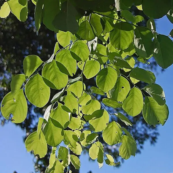 Dalbergia latifolia - Black rosewood , Blackwood, Bombay Black wood tree - Image 5