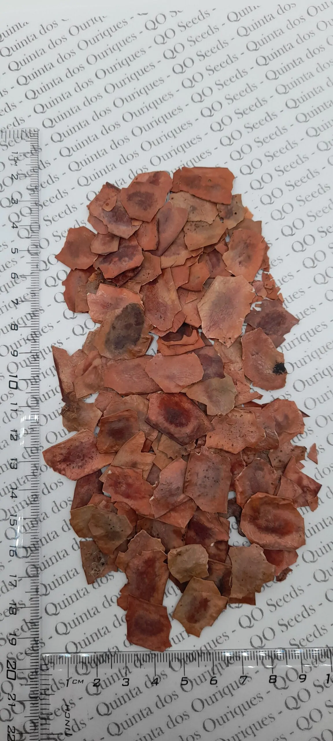 Dalbergia latifolia - Black rosewood , Blackwood, Bombay Black wood tree - Image 9