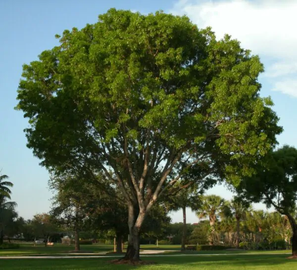 Dalbergia sissoo - shisham jacaranda, sheesham wood, shisham wood, indian rosewood