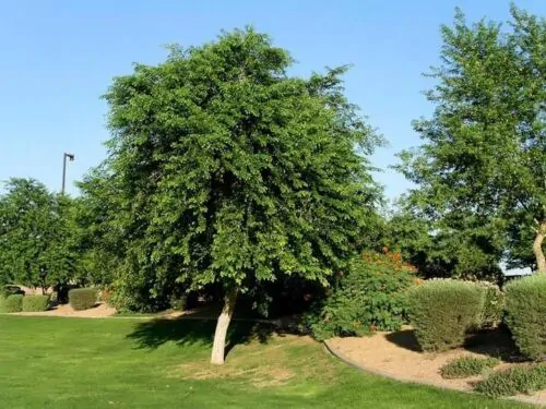 Dalbergia sissoo - shisham jacaranda, sheesham wood, shisham wood, indian rosewood - Image 3