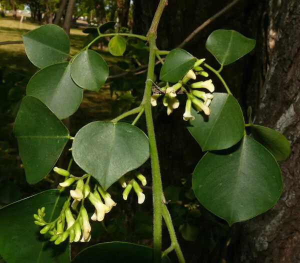 Dalbergia sissoo - shisham jacaranda, sheesham wood, shisham wood, indian rosewood - Image 6