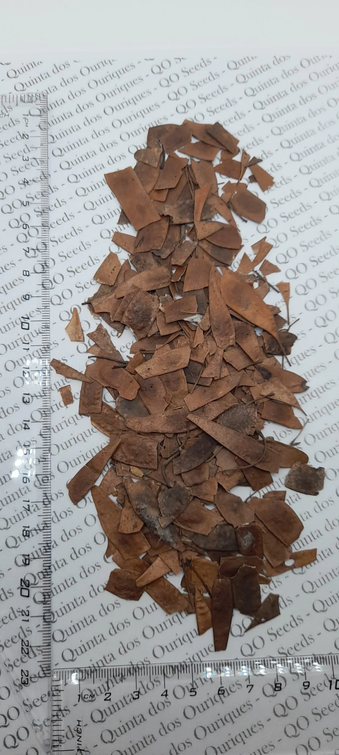 Dalbergia sissoo - shisham jacaranda, sheesham wood, shisham wood, indian rosewood - Image 8