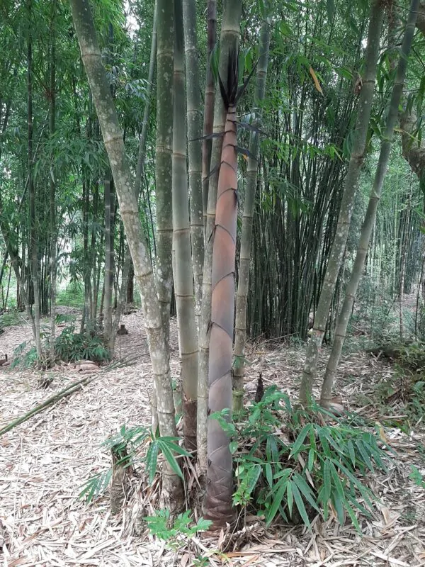 Dendrocalamus longispathus / Bambusa longispatha - Long-sheath Bamboo - Image 5