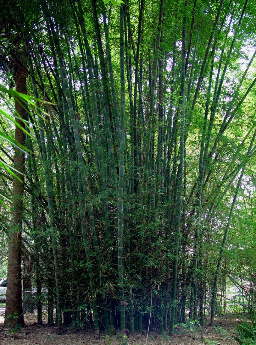 Dendrocalamus membranaceus - Giant Bamboo