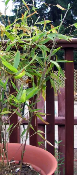 Dendrocalamus membranaceus - Giant Bamboo - Image 2