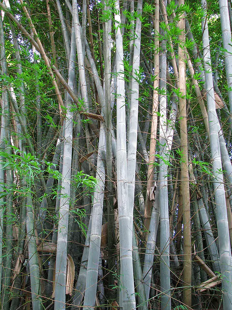 Dendrocalamus membranaceus - Giant Bamboo - Image 3