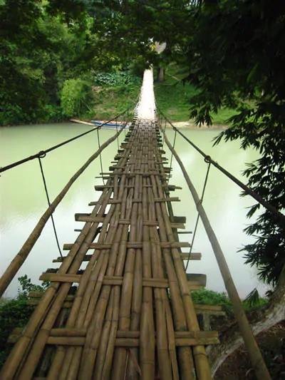 Dendrocalamus membranaceus - Giant Bamboo - Image 5