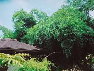 Dendrocalamus membranaceus - Giant Bamboo - Image 8