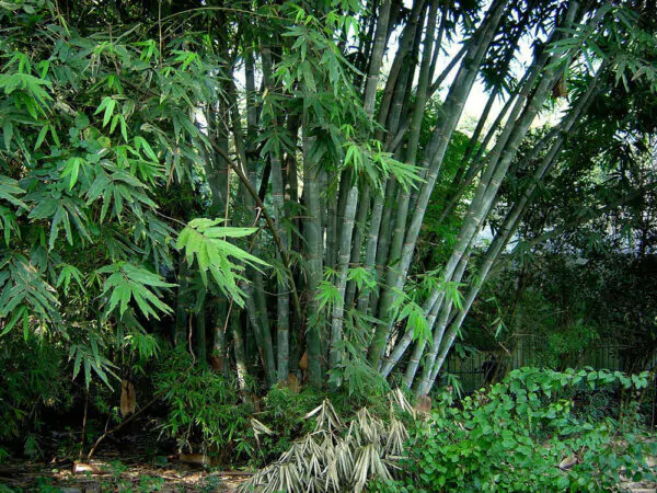 Dendrocalamus strictus - Male Bamboo, Iron Bamboo, Giant Calcutta Bamboo - Image 2