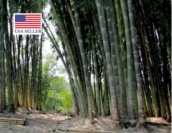 Dendrocalamus strictus - Male Bamboo, Iron Bamboo, Giant Calcutta Bamboo - Image 3