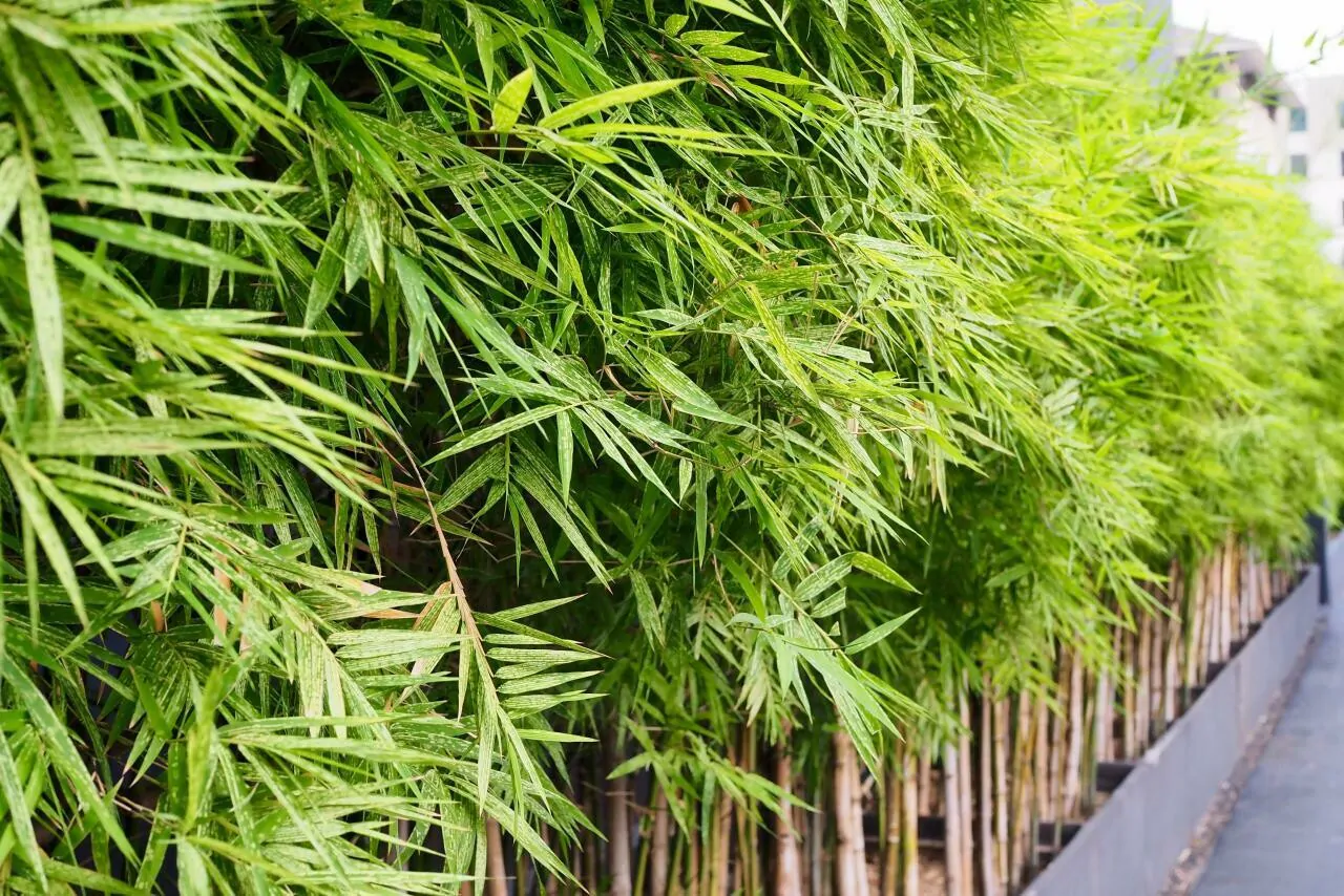 Dendrocalamus strictus - Male Bamboo, Iron Bamboo, Giant Calcutta Bamboo