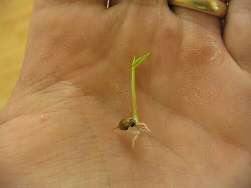 Dendrocalamus strictus - Male Bamboo, Iron Bamboo, Giant Calcutta Bamboo - Image 6