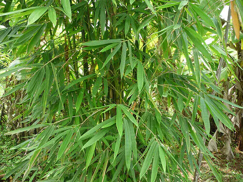 Dendrocalamus strictus - Male Bamboo, Iron Bamboo, Giant Calcutta Bamboo - Image 9