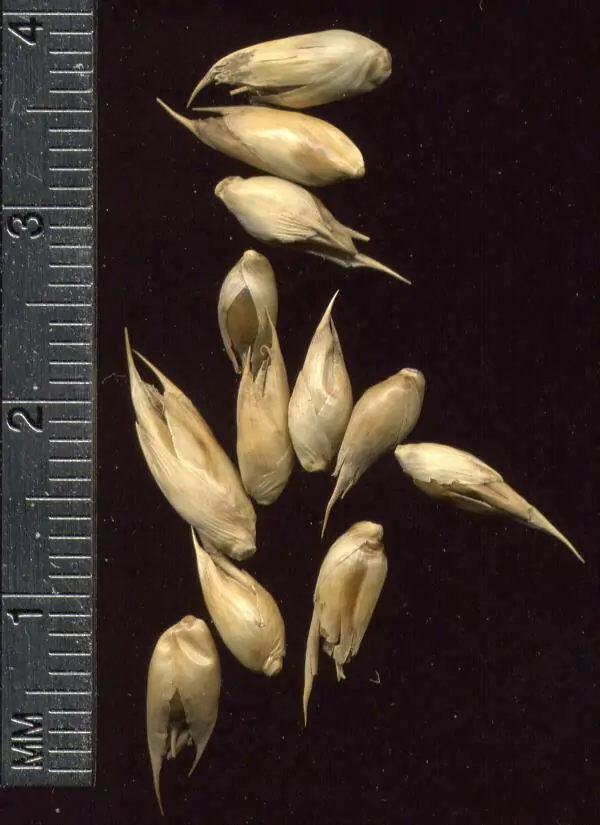 Dendrocalamus strictus - Male Bamboo, Iron Bamboo, Giant Calcutta Bamboo - Image 11