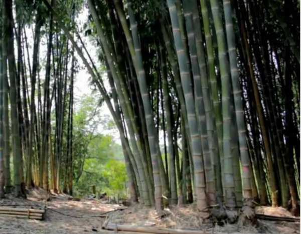 Dendrocalamus strictus - Male Bamboo, Iron Bamboo, Giant Calcutta Bamboo - Image 12