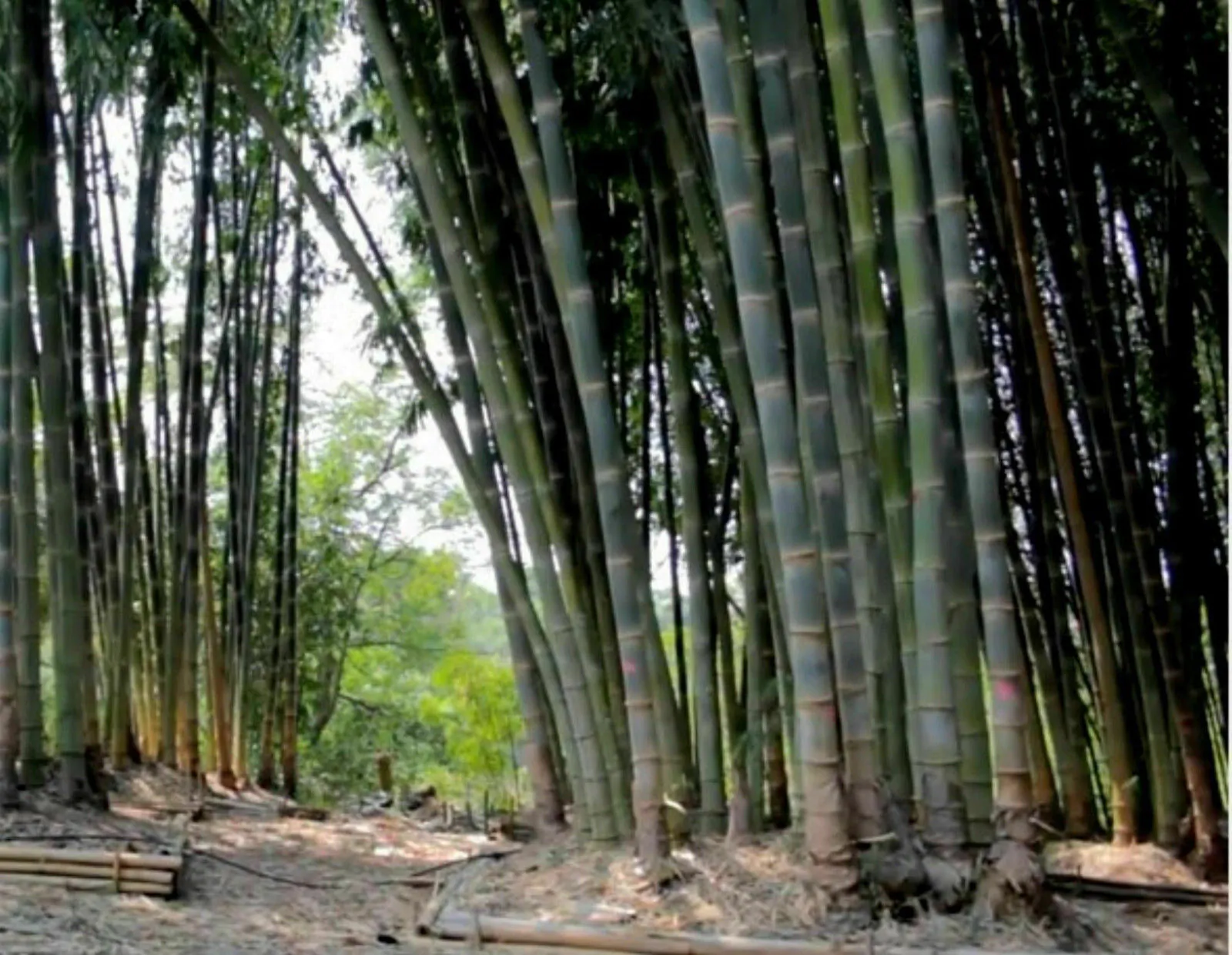 Dendrocalamus strictus - Male Bamboo, Iron Bamboo, Giant Calcutta Bamboo - Image 12
