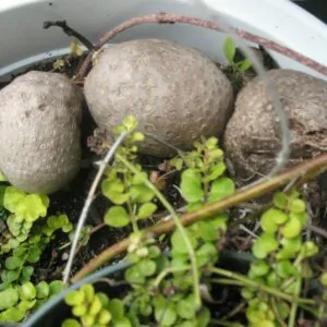Dioscorea bulbifera - air potato, air potato, aerial yam.