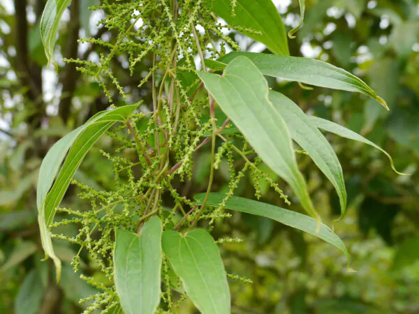 Dioscorea oppositifolia / Dioscorea opposita - Indian Yam, Chinese Yam - Image 2