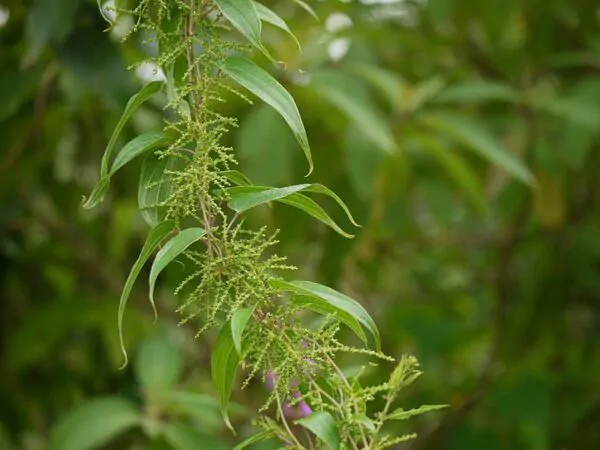 Dioscorea oppositifolia / Dioscorea opposita - Indian Yam, Chinese Yam - Image 4
