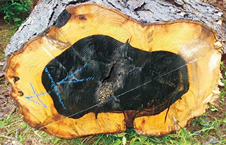 Diospyros ebenum -  Ceylon Ebony, India Ebony Tree - Image 2