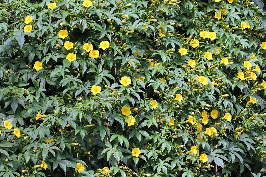 Distimake tuberosus / Merremia tuberosa / Batatas tuberosa - Spanish Arborvine, Wood Rose, Yellow Morning-Glory - Image 3