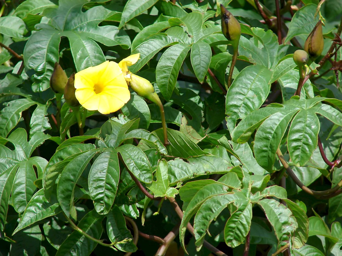 Distimake tuberosus / Merremia tuberosa / Batatas tuberosa - Spanish Arborvine, Wood Rose, Yellow Morning-Glory - Image 4