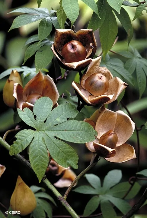 Distimake tuberosus / Merremia tuberosa / Batatas tuberosa - Spanish Arborvine, Wood Rose, Yellow Morning-Glory - Image 6