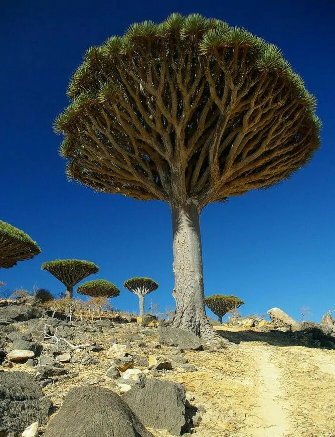 Dracaena draco subsp. draco - Dragon Blood, Dragon Tree - Image 3