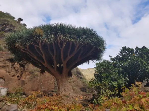 Dracaena draco subsp. draco - Dragon Blood, Dragon Tree - Image 4