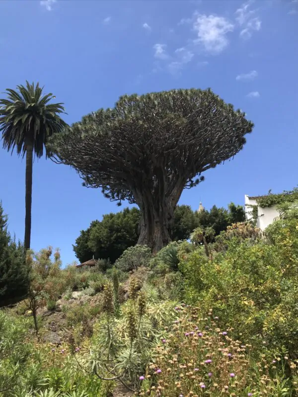 Dracaena draco subsp. draco - Dragon Blood, Dragon Tree - Image 5