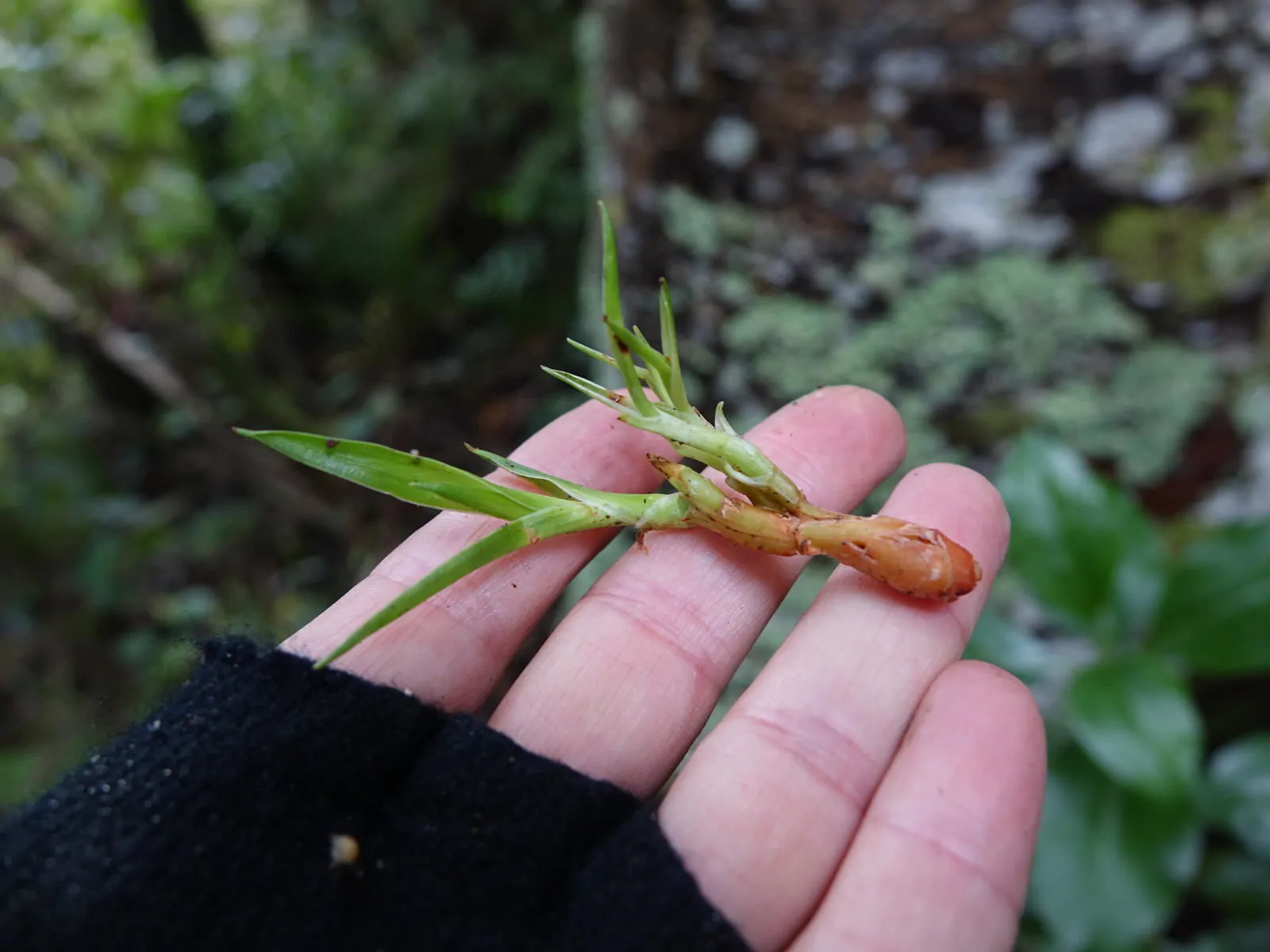 Dracaena draco subsp. draco - Dragon Blood, Dragon Tree - Image 7
