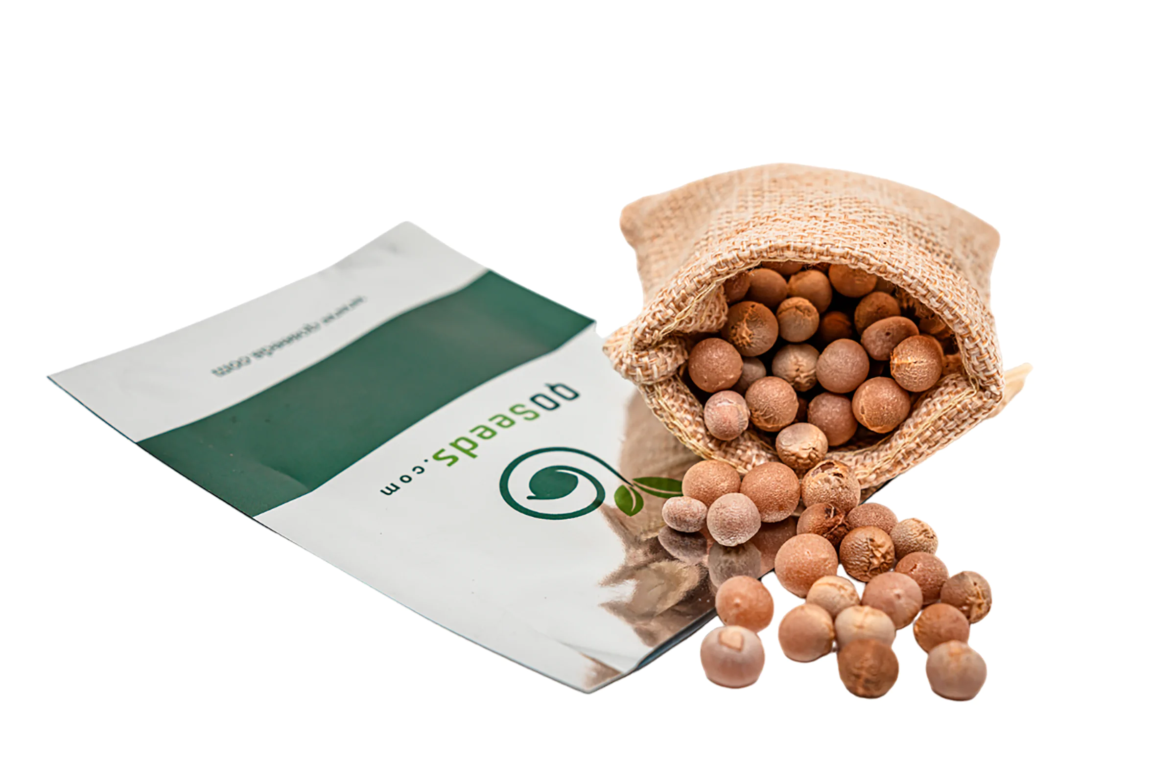 Dracaena draco subsp. draco - Dragon Blood, Dragon Tree