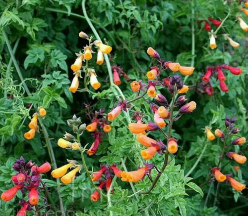 Eccremocarpus scaber 'Mix' - Chilean glory-flower, Chilean glory creeper, Glory of Chile