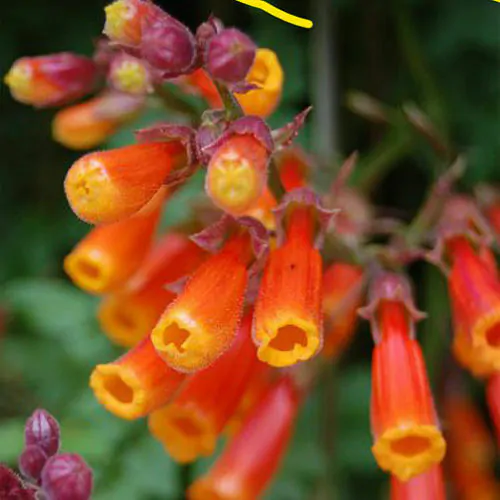 Eccremocarpus scaber 'Mix' - Chilean glory-flower, Chilean glory creeper, Glory of Chile - Image 3