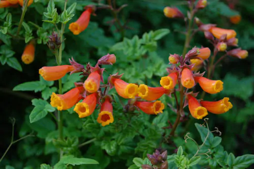 Eccremocarpus scaber 'Mix' - Chilean glory-flower, Chilean glory creeper, Glory of Chile - Image 4