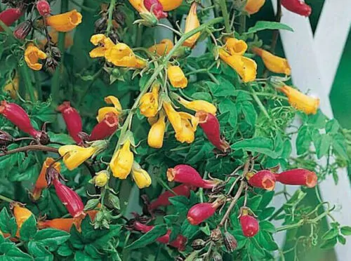 Eccremocarpus scaber 'Mix' - Chilean glory-flower, Chilean glory creeper, Glory of Chile - Image 5