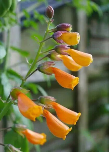 Eccremocarpus scaber 'Mix' - Chilean glory-flower, Chilean glory creeper, Glory of Chile - Image 6
