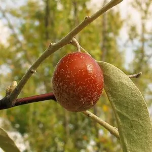 Elaeagnus angustifolia - Russian olives, russian olive, parrot olive, parrot tree