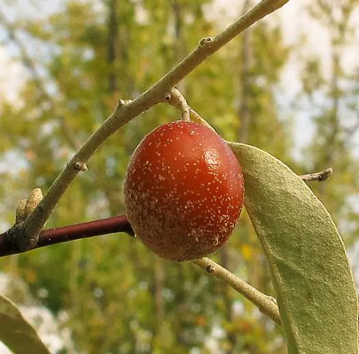 Elaeagnus angustifolia - Russian olives, russian olive, parrot olive, parrot tree