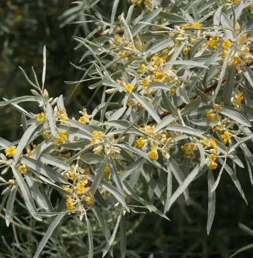 Elaeagnus angustifolia - Russian olives, russian olive, parrot olive, parrot tree - Image 2