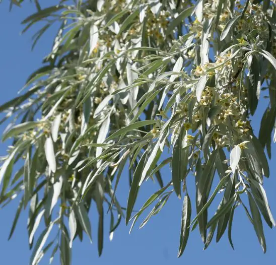 Elaeagnus angustifolia - Russian olives, russian olive, parrot olive, parrot tree - Image 3
